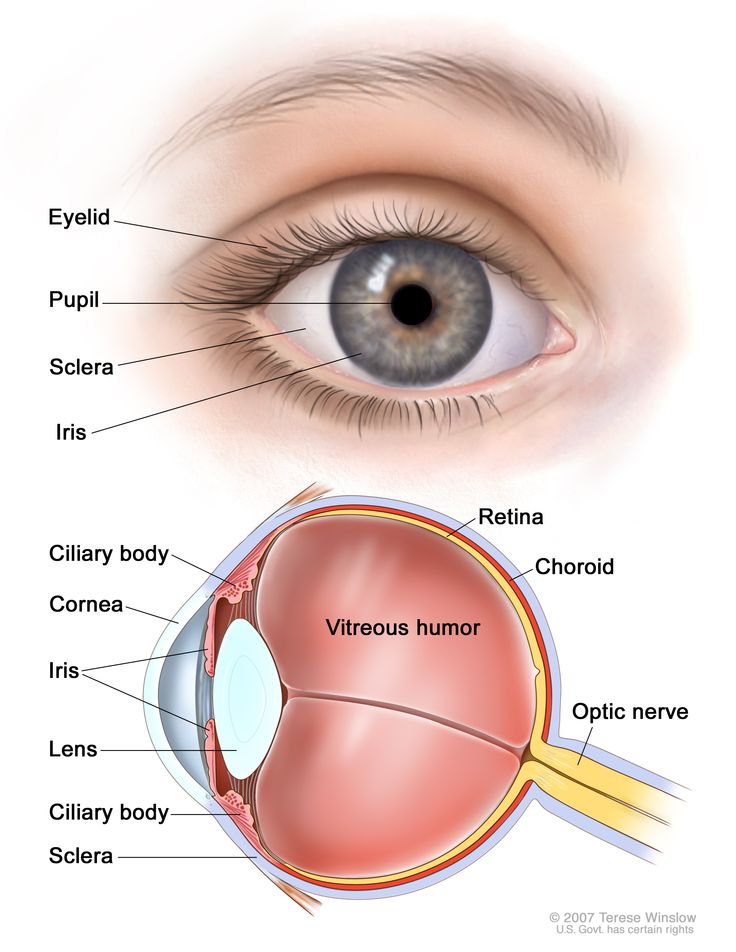 Anatomy of the eye